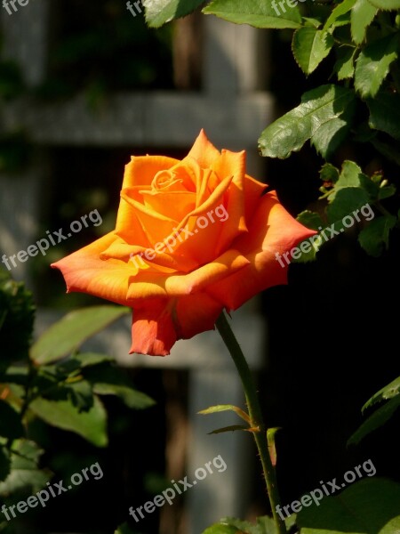 Rose Orange Flora Nature Bloom