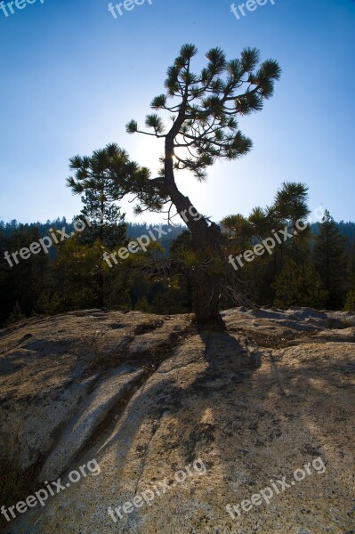 Yosemite National Park Pine Conifer Tree Rock