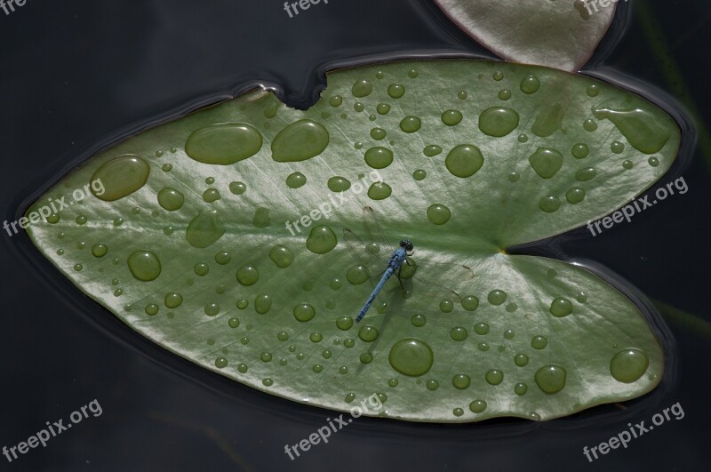 Leaf Floating Drop Of Water Dragonfly Usa