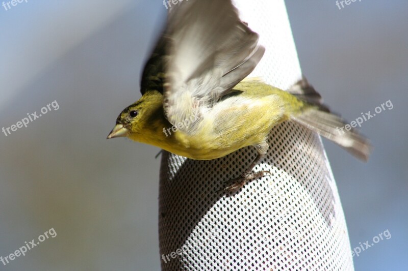 Goldfinch Flying Take Off Take-off Bird