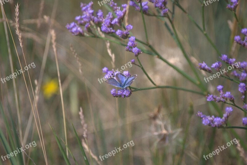 Flower Sovirag Szikespuszta Butterfly Insect