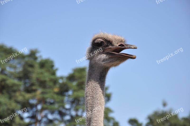 Ostrich Emu Zoo Animals Bouquet