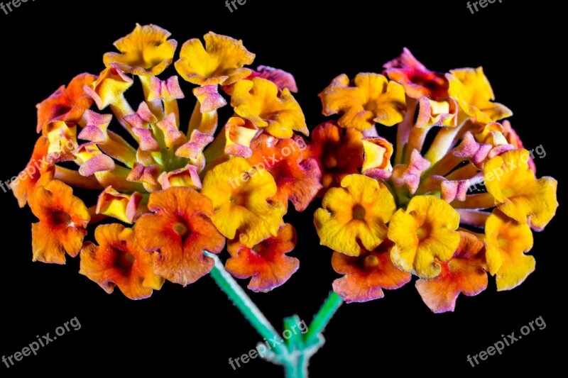 Lantana Lantana Camara Ornamental Plant Orange Yellow