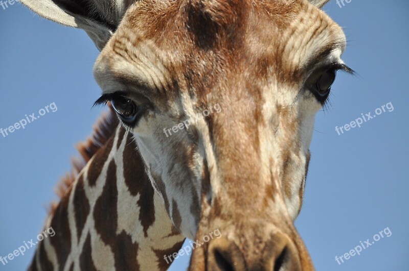 Giraffe Animals Zoo Serengeti Safari