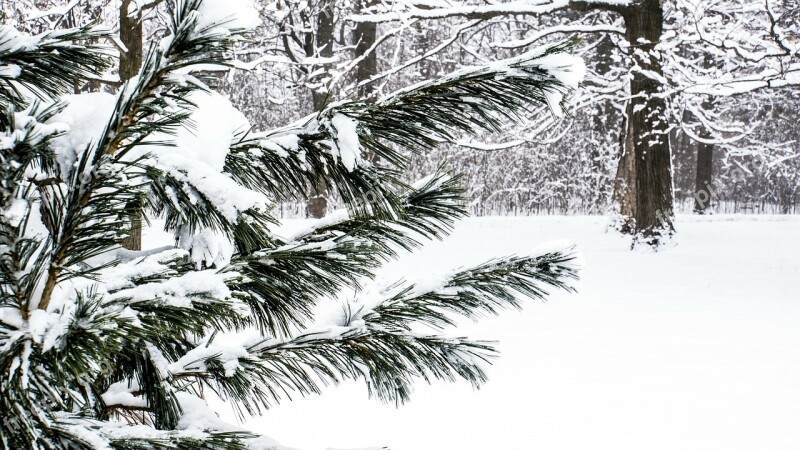 Snow Evergreen Winter Bushes Tree