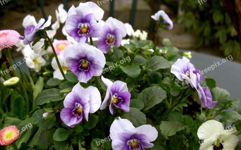 400–500 Violet Horn Violet Flowers Bloom