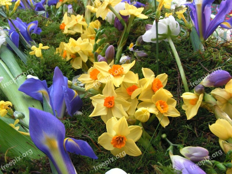 Spring Flowers Narcissus Iris Flowers Spring