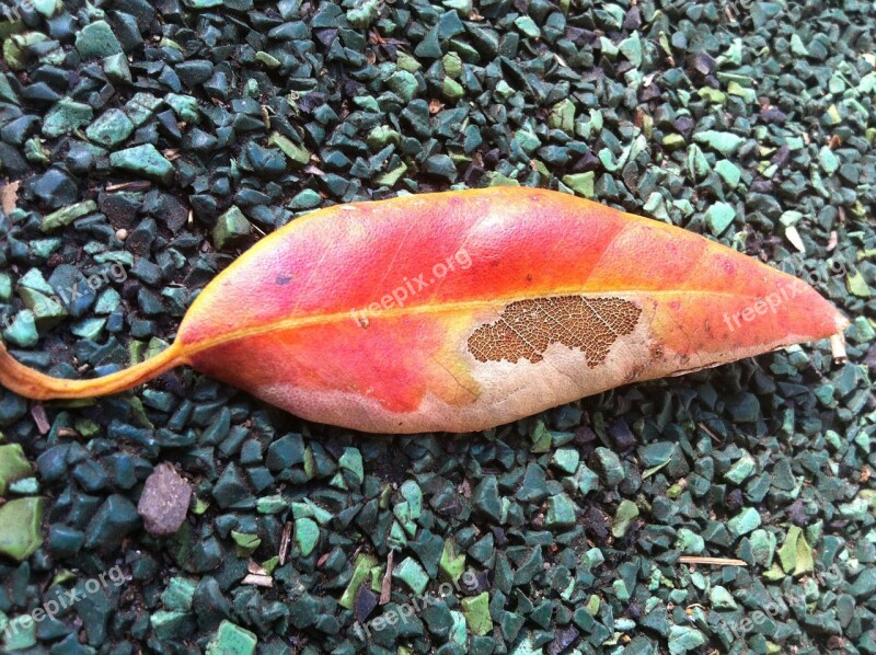 Leaf Autumn Decay Fall Leaves