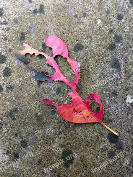 Leaf Autumn Leaves Dried Leaf Sad