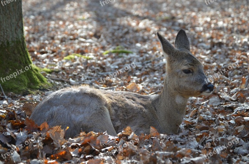 Red Deer Fawn Roe Deer Kitz Wildlife Park