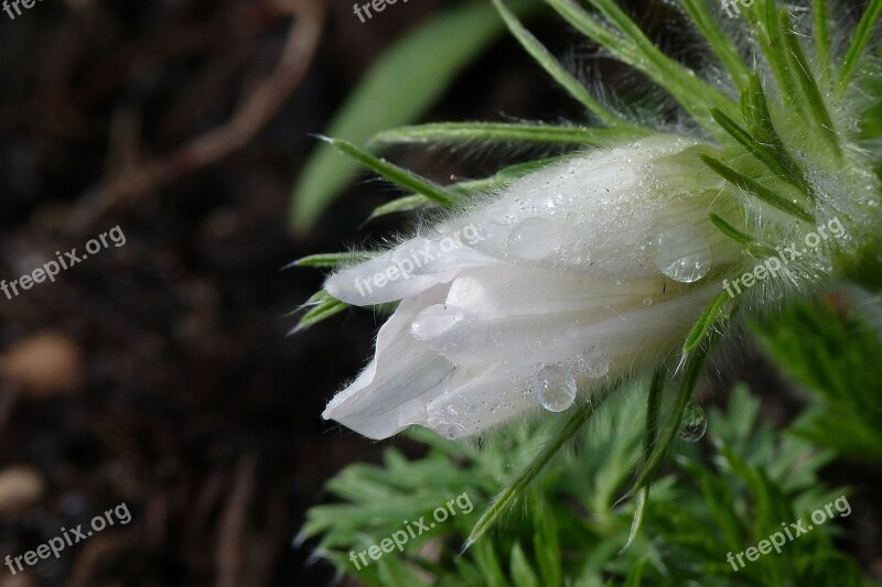 Dew Dewdrop Flower Plant Free Photos