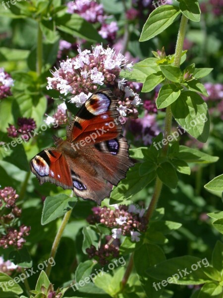 Peacock Butterfly Butterflies Butterfly Animal Insect