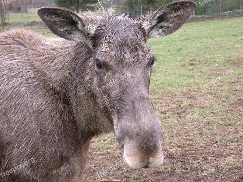 Moose Animal Mammal Animal World Snout