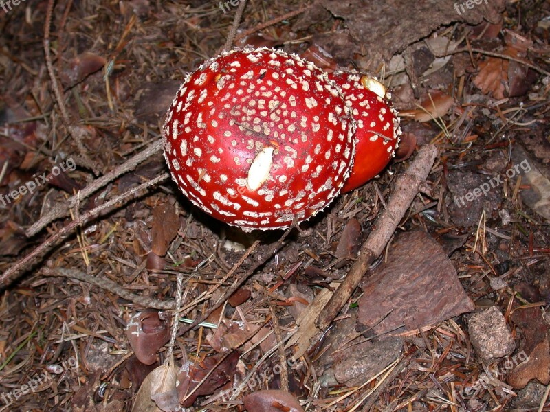 Fly Agaric Toadstool Mushrooms Forest Poison