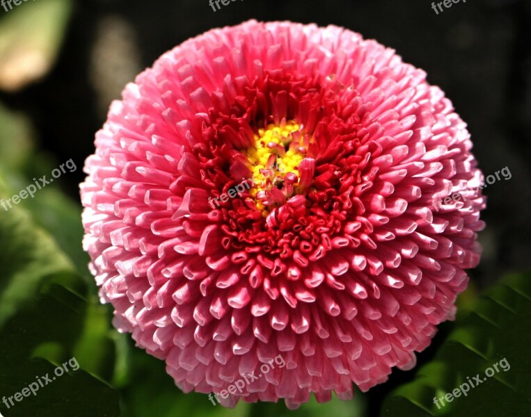 Daisy Flower Pink Nature Plant