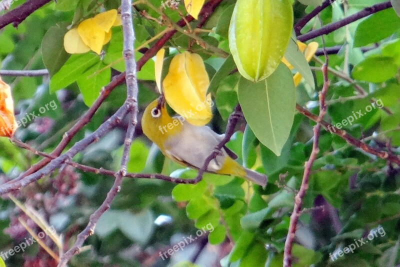 Oriental White-eye Pecking Starfruit Bird Zosterops Palpebrosus Passerine Bird