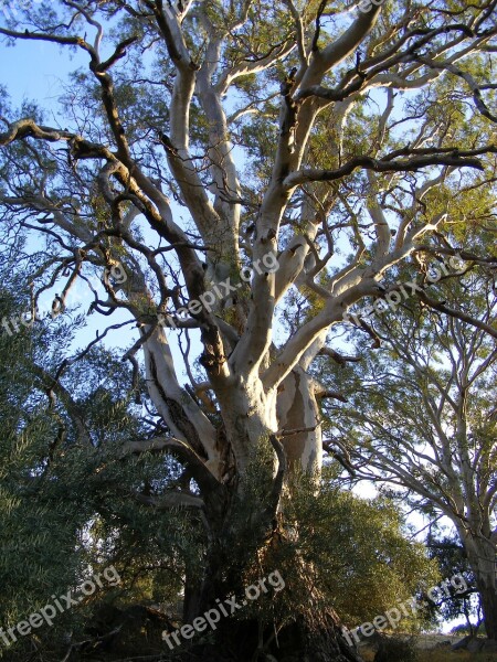 Eucalyptus Tree Rubber Tree Australian Eucalyptus Eucalyptus Tree