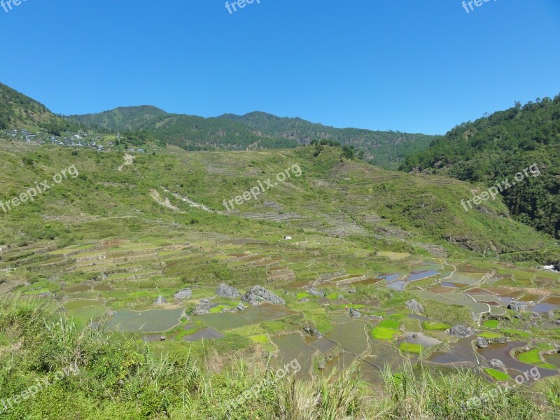 Rice Fields Rice Terraces Fields Farmland Philippines