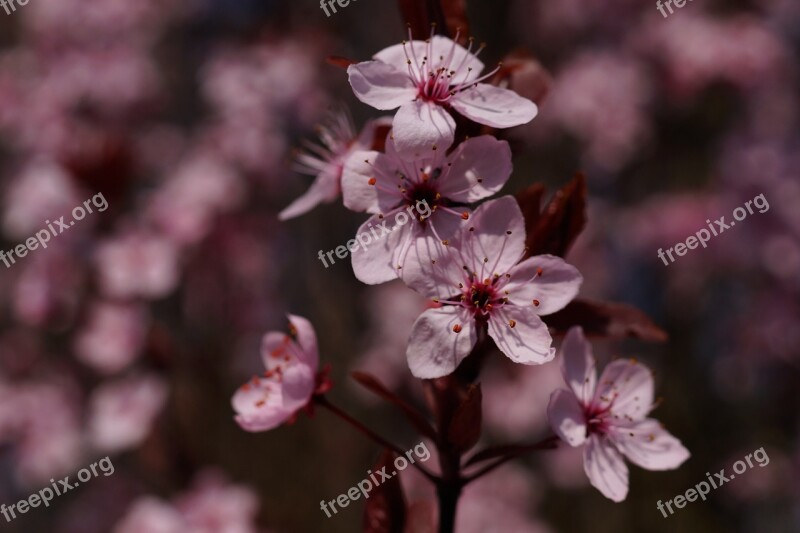 Blood Plum Prunus Cerasifera Flowers Spring Plant