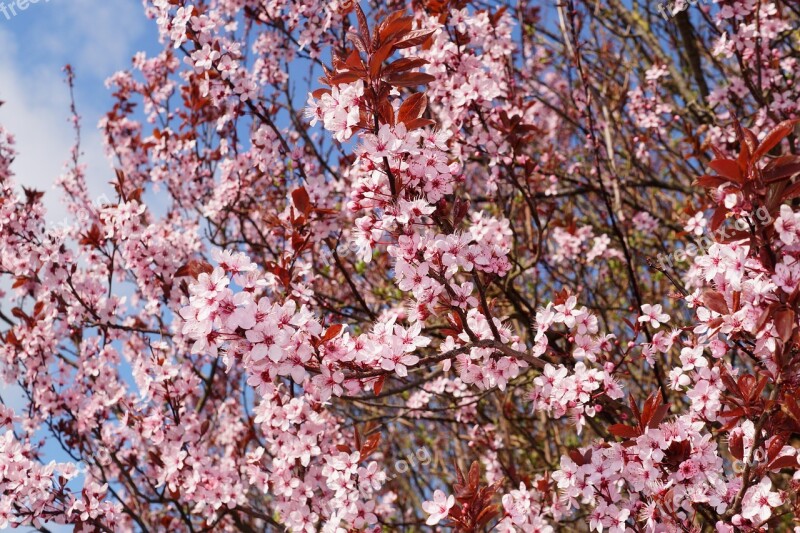 Cherry Plum Cherry Blossom Prunus Cerasifera Nigra Ornamental