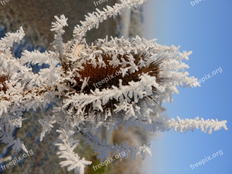 Frost Eiskristalle Winter Ice Crystals