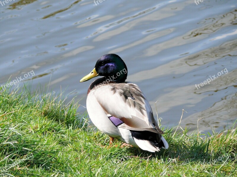 Duck Drake Plumage Bird Water Bird