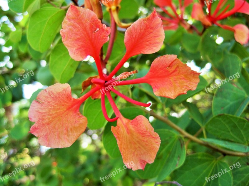 Bauhinia Galpinii Flower Pride Of The Cape Orange Red