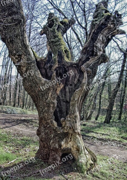 Tree Log Autumn Old Dead Tree