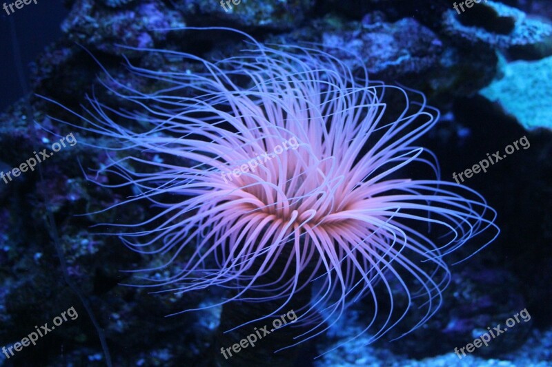 Coral Underwater Pink Animal Kingdom Tentacle