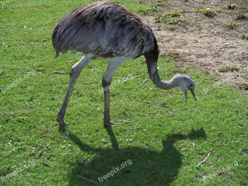 Rhea Bird Flightless Ratite Guarani