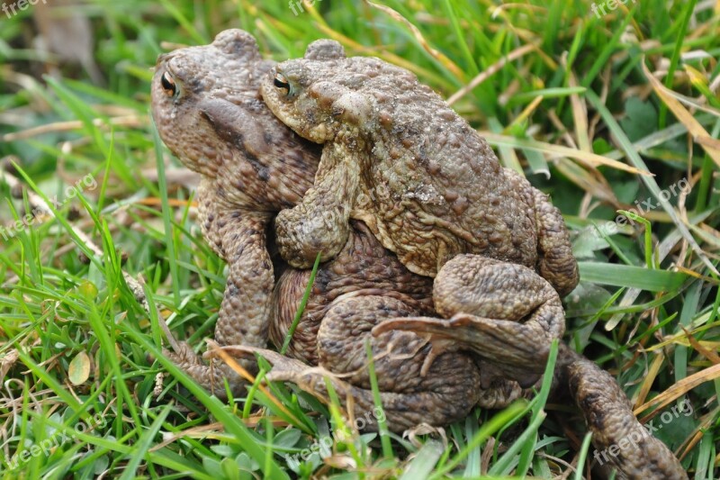 A Toad Common Toad The Frog Amphibian Animal