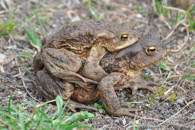 A Toad Common Toad The Frog Amphibian Animal