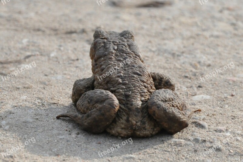 A Toad Common Toad The Frog Amphibian Animal