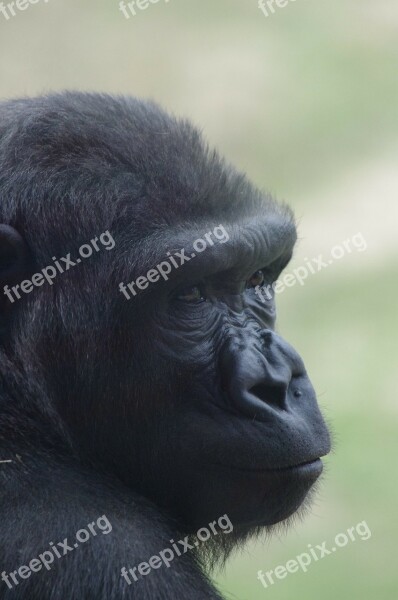 Gorilla Philadelphia Zoo Animal Primate