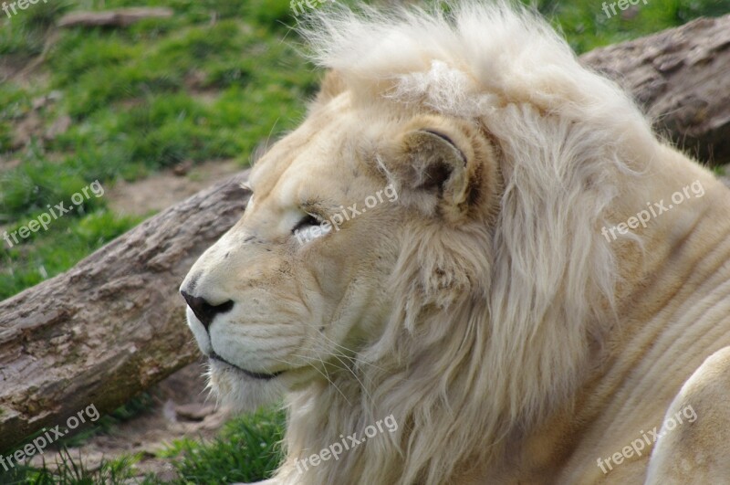 Lion Philadelphia Zoo Big Cat Wildlife