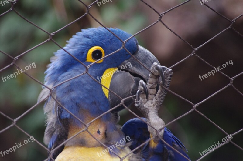 Parrot Caged Cage Bird Blue