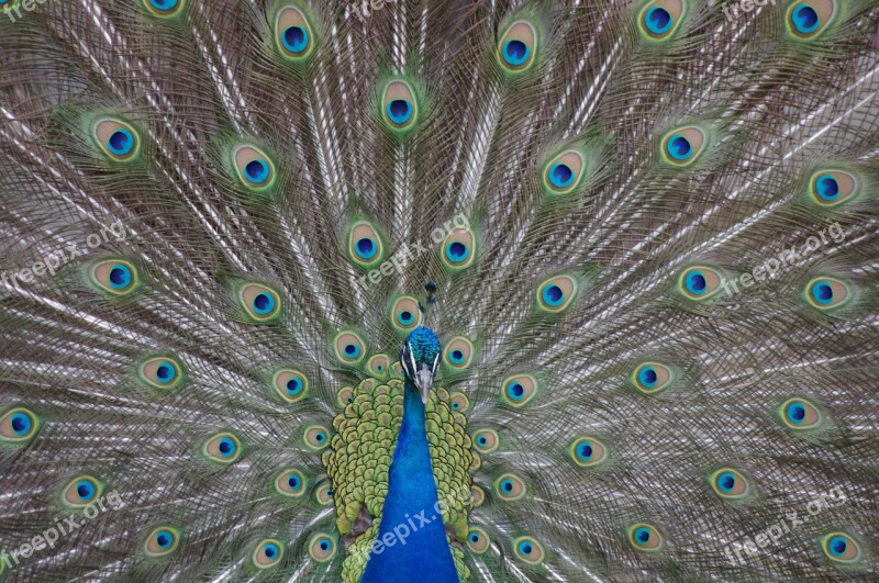 Peacock Philadelphia Zoo Iridescent Animal