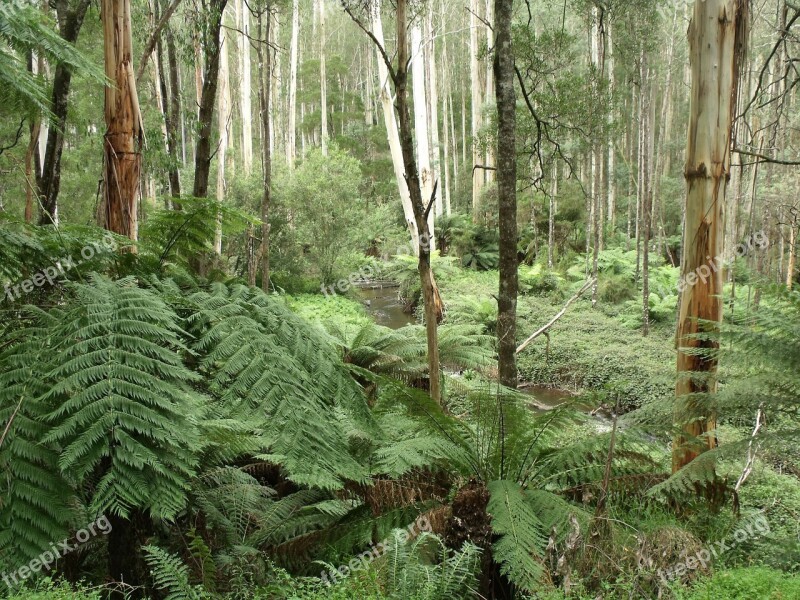 Rainforest Urzeitlich Fern Victoria Free Photos