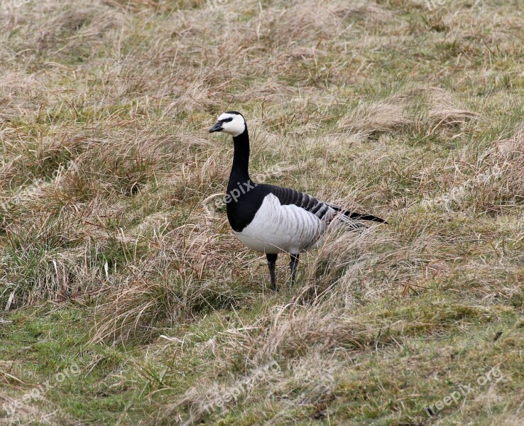 Barnacle Goose Goose Branta Leucopsis Geese Bird