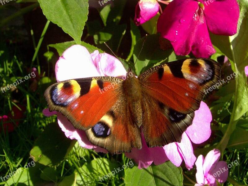 Peacock Butterfly Butterfly Insect Animal Free Photos