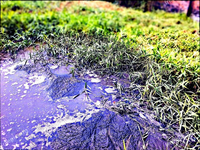 Pollution Environment Biotope Pool Oil