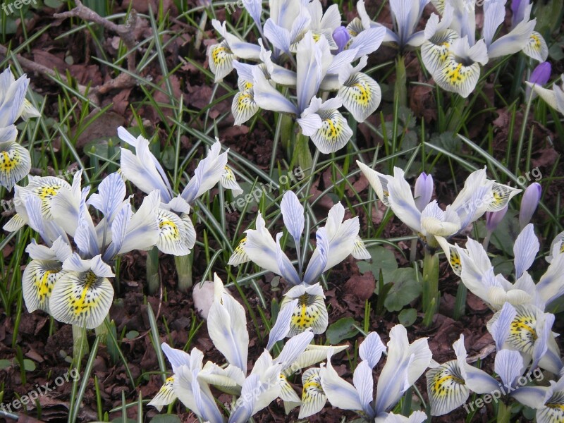 Iris Flowers Yellow Purple White