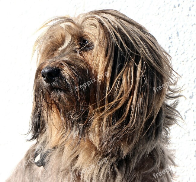 Tibetan Terrier Terrier Dog Head Portrait