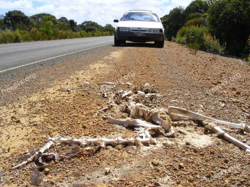 Skeleton Kangaroo Carcass Kangaroo Island Remains