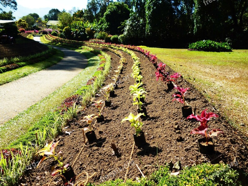 Flowerbed Flower-bed Flower Bed Leading Line Flowers