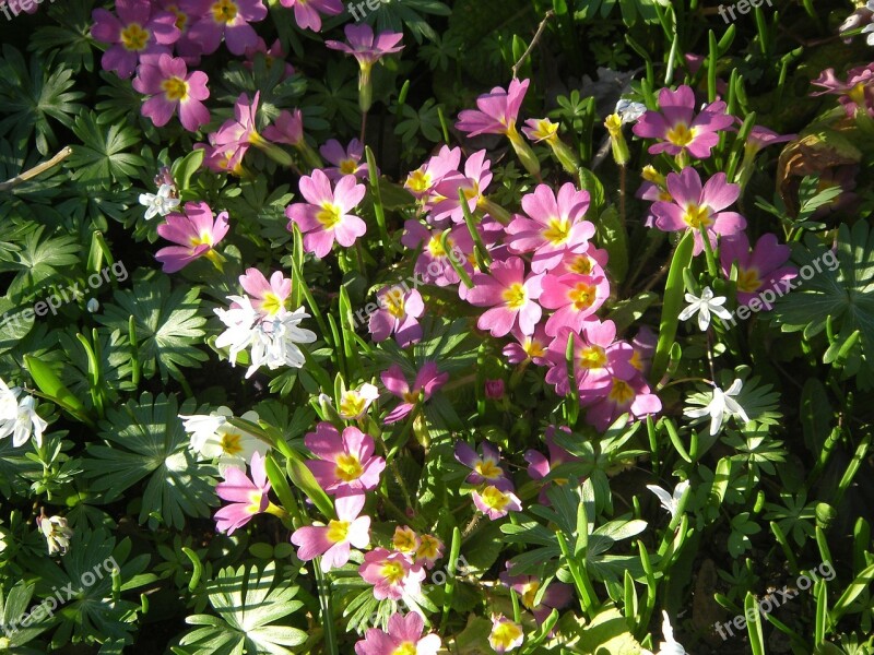 Primroses Flowers Plant White Primrose