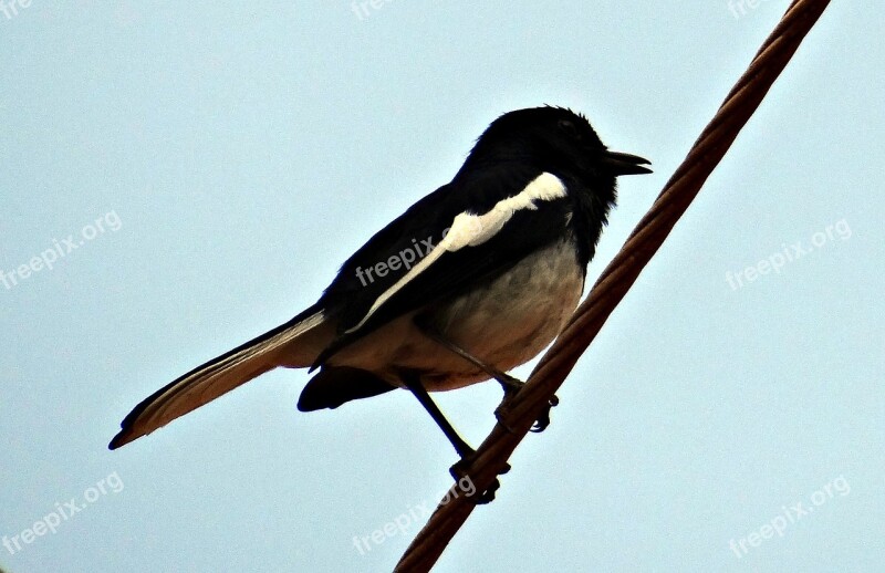 Oriental Magpie-robin Robin Copsychus Saularis Male Passerine