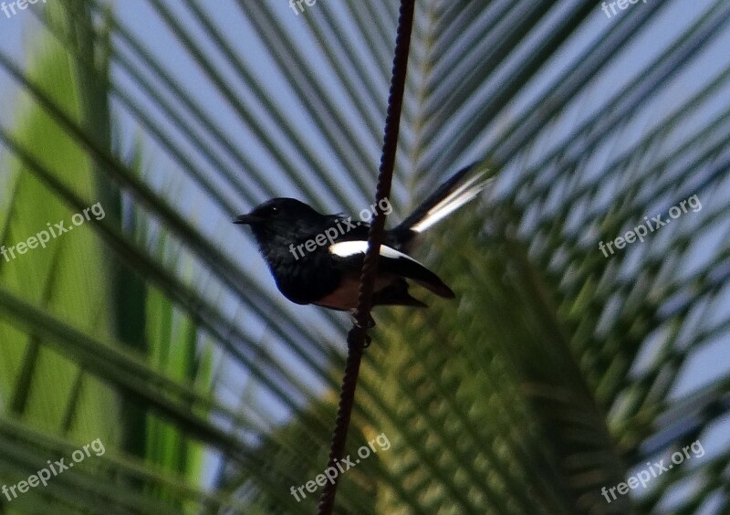 Oriental Magpie-robin Robin Copsychus Saularis Male Passerine