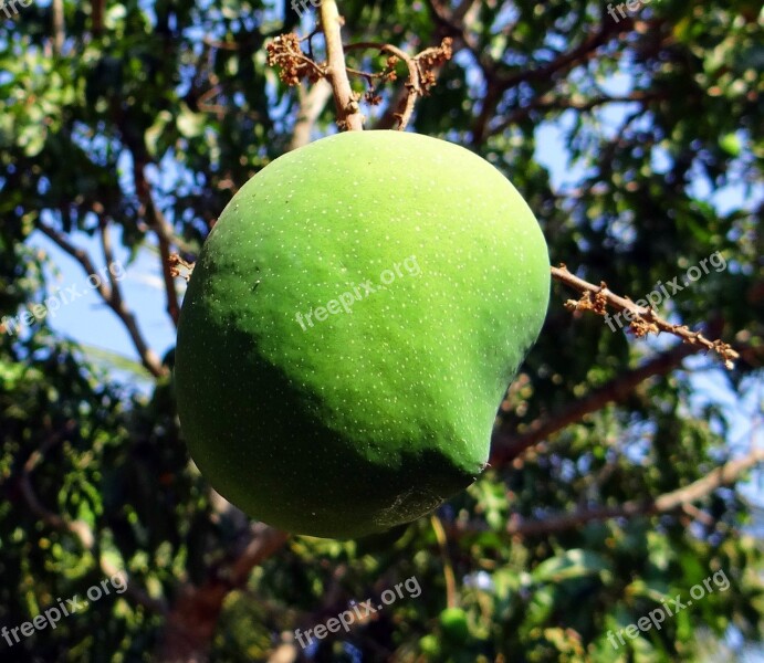 Mango Mangifera Indica Fruit Tropical Fruit Fresh