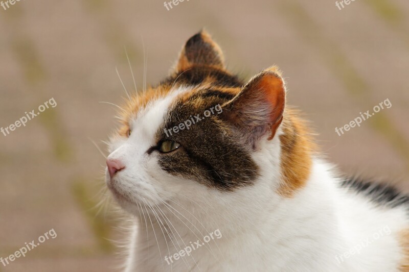 Cat Head Portrait Three Coloured Tricolor